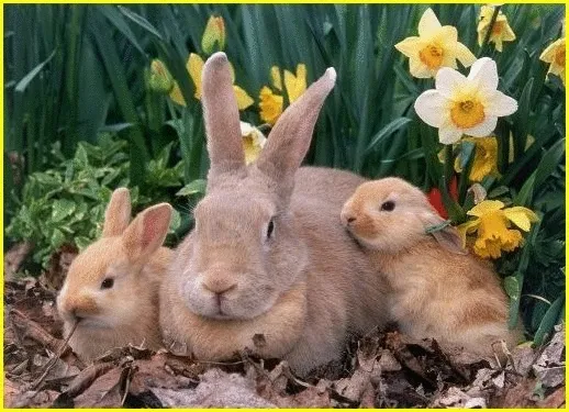 Een volwassen konijn met twee jongen in een bloeiende tuin.