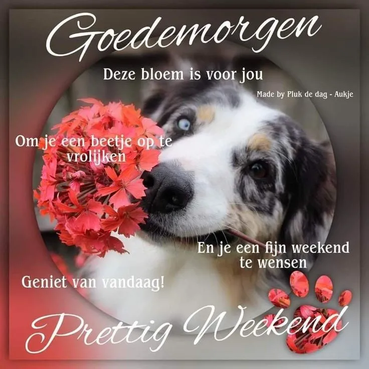 Een hond met een rode bloem om een leuke boodschap te brengen. Prettig weekend!