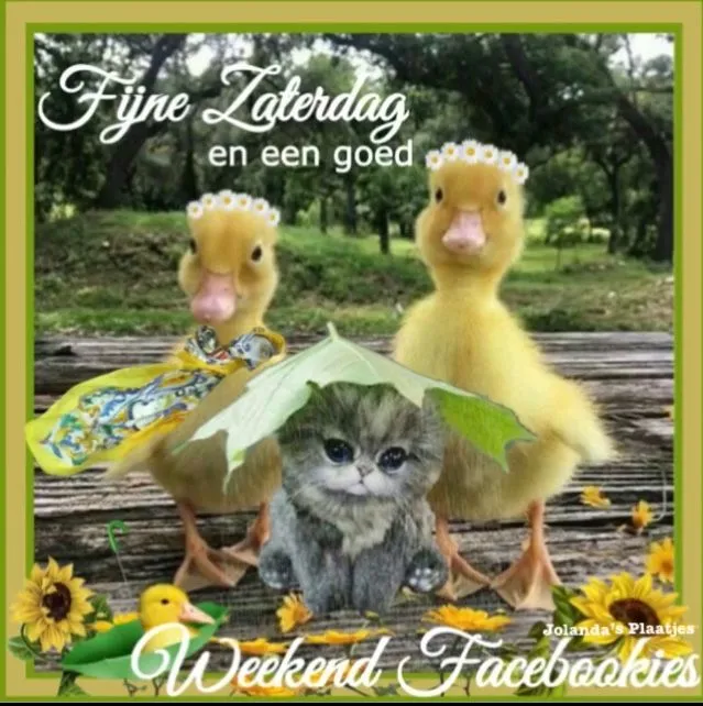 Twee kuikens met een kitten onder een blad, in een groene omgeving. Fijne zaterdag!
