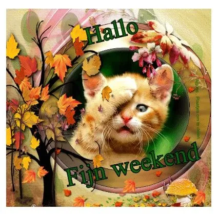 Een schattige kat met een pootje voor zijn gezicht en herfstbladeren eromheen.