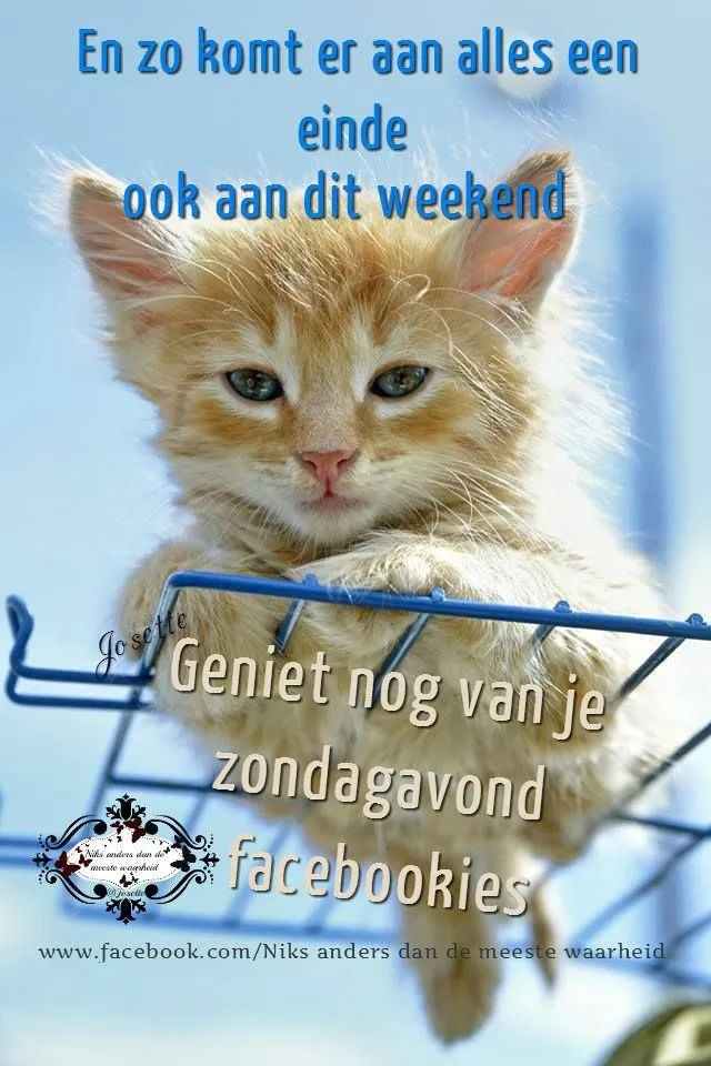 Schattige ginger kitten ligt in een kooi met tekst over het weekend.