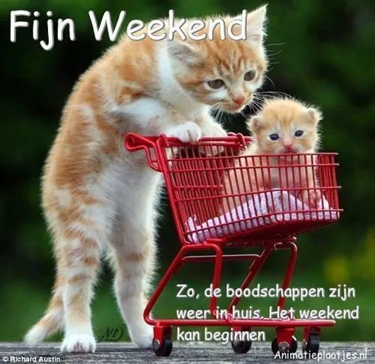 Een kat duwt een winkelwagentje met een kitten erin. Tekst: "Fijn Weekend".
