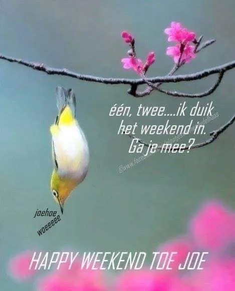 Vogel hangt ondersteboven aan tak met bloesems en tekst over het weekend.