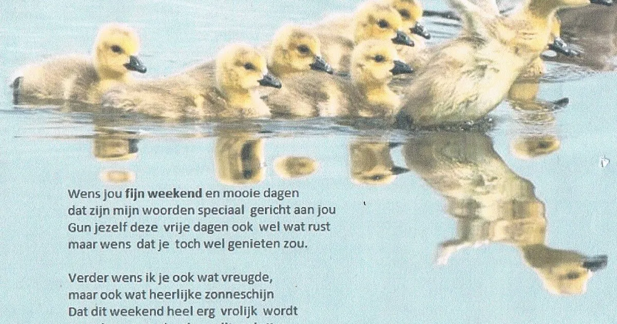 Kuikens zwemmen in een vijver, met een paar in de schijn van de zon.