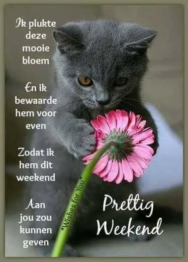 Een grijze kat houdt een bloem vast met een tekst over het weekend.