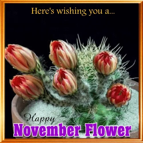 Cactus met knoppen en bloemen, tekst 'Happy November Flower' erboven.
