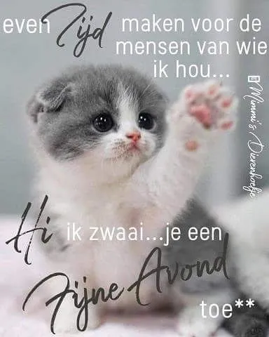 ᐅ welterusten afbeeldingen met tekst - Welterusten plaatjes Grijs-witte kitten steekt de poot op en begroet vriendelijk. Textrond de kitten.