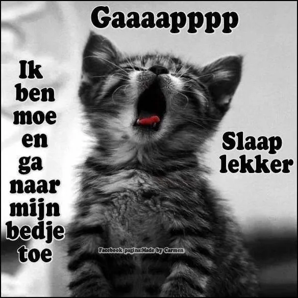 ᐅ welterusten afbeeldingen met tekst - Welterusten plaatjes Een kat die gaapt met tekst over moe zijn en slapen.