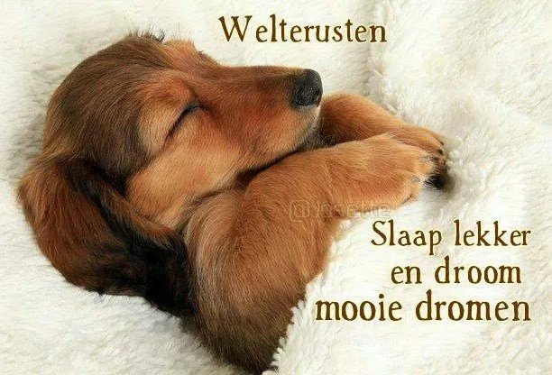 Slaapende puppy in een zachte deken met rustgevende tekst.