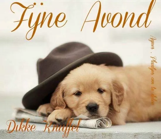 Een schattige puppy ligt met een hoed op een krant. Tekst: Fijne Avond, Dikke Knuffel.