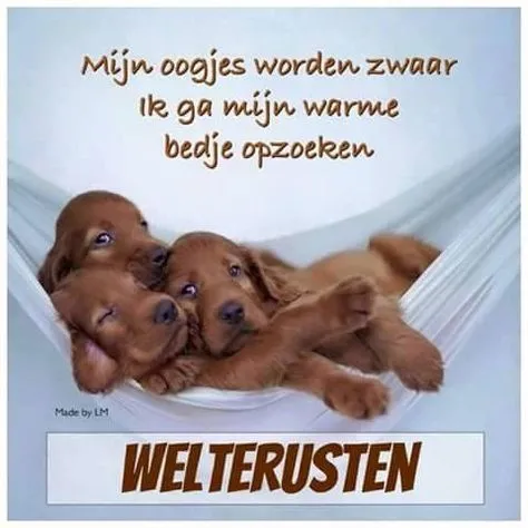 Drie puppy's die samen in een hangmat liggen met de tekst "Welterusten."