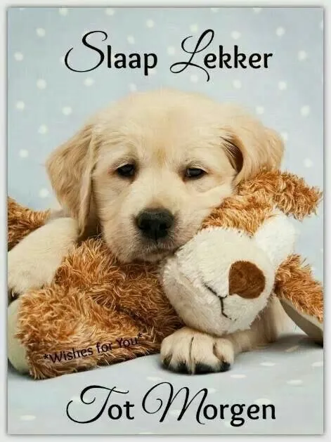 Een schattige puppy knuffelt met een teddybeer, met de tekst "Slaap Lekker Tot Morgen."
