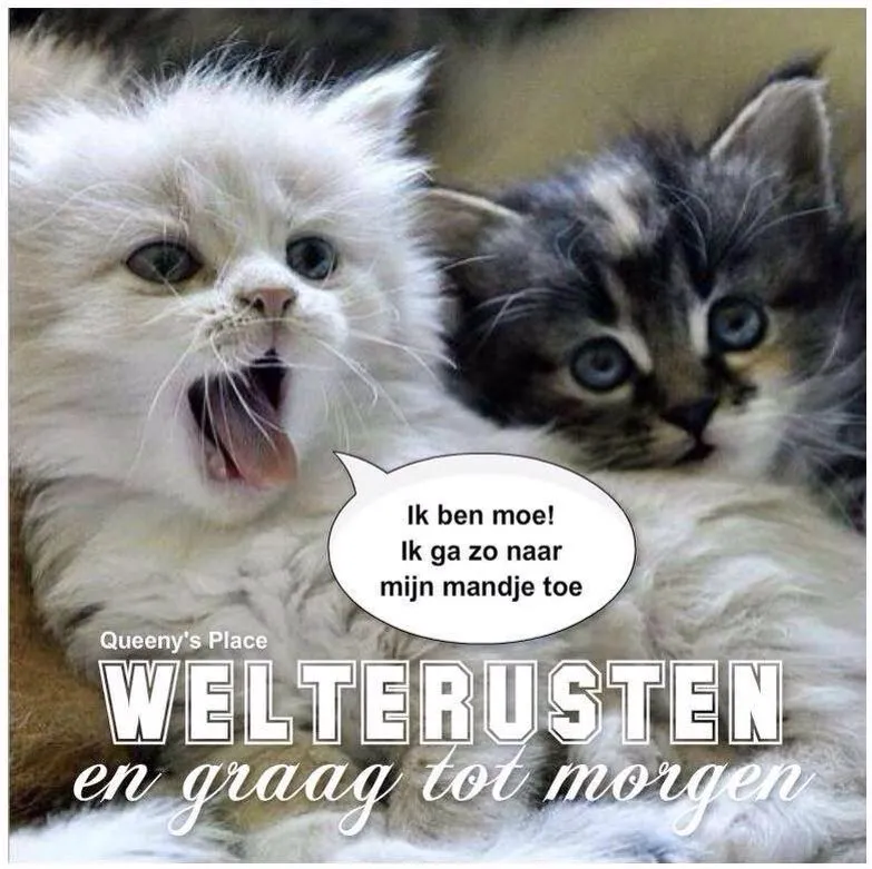 Twee schattige katten, een met een open mond, met tekst over moe zijn.