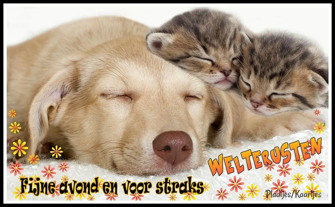 Een slapende hond met twee kittens die dichtbij liggen en samen rusten.