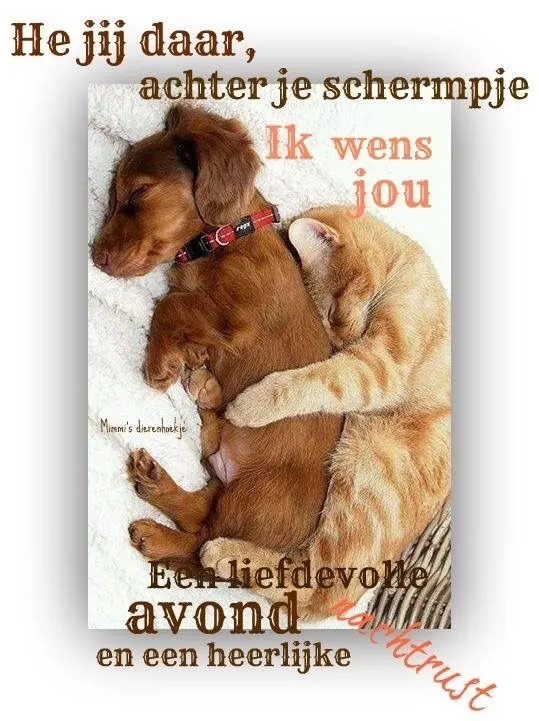 Een puppy en een kitten liggen samen te slapen met vriendelijke tekst eromheen.