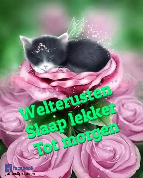 ᐅ welterusten slaap lekker - Welterusten plaatjes Zwarte kat ligt op rozen met tekst: "Welterusten, Slaap lekker Tot morgen".