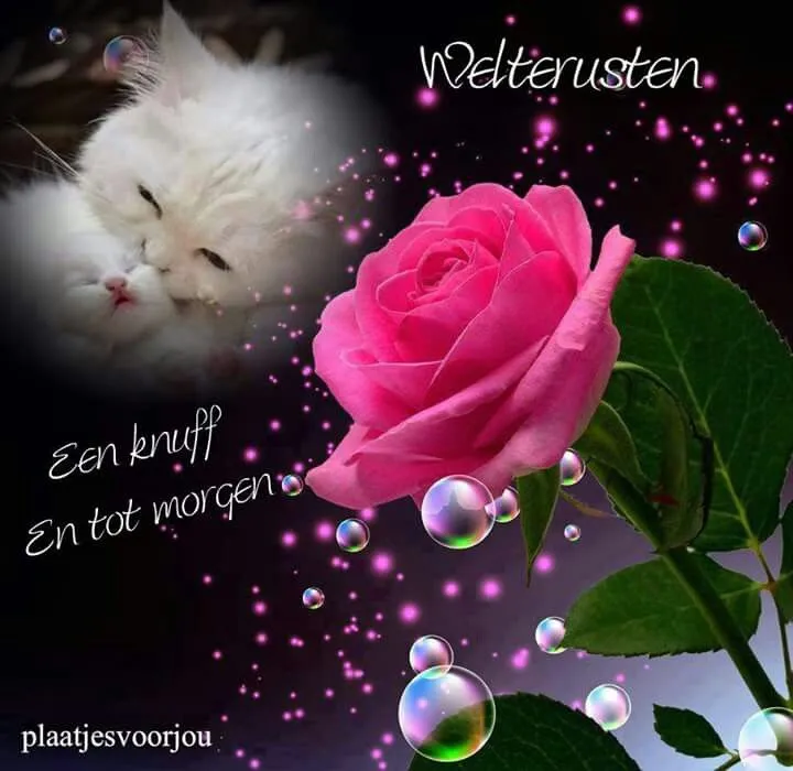 ᐅ welterusten slaap lekker - Welterusten plaatjes Witte kat knuffelt en een roze roos met bubbels op de achtergrond.