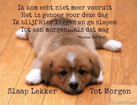 ᐅ welterusten slaap lekker - Welterusten plaatjes Een puppy ligt op de grond en slaapt met tekst over rust en morgen.