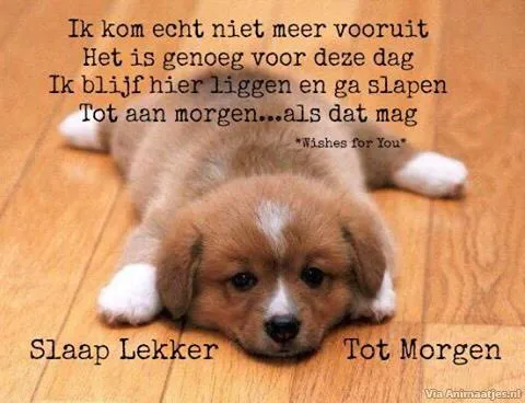 ᐅ welterusten slaap lekker tot morgen - Welterusten plaatjes Een schattige puppy ligt slapend met een tekst over slapen tot morgen.