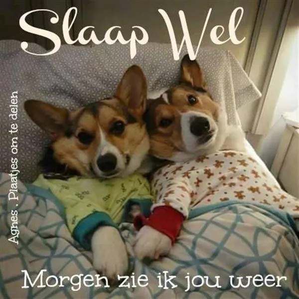 ᐅ welterusten slaap lekker tot morgen - Welterusten plaatjes Twee honden liggen samen in bed, gekleed in pyjama's, ontspannen en vredig.