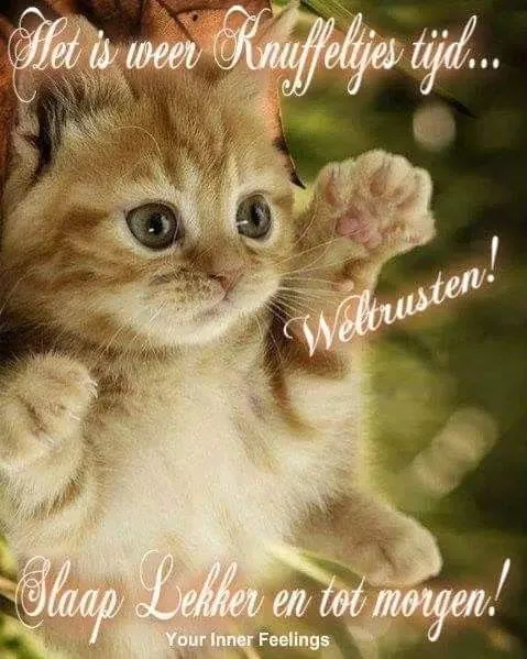 ᐅ welterusten slaap lekker tot morgen - Welterusten plaatjes Een schattige kitten met tekst over knuffelen en goed slapen.