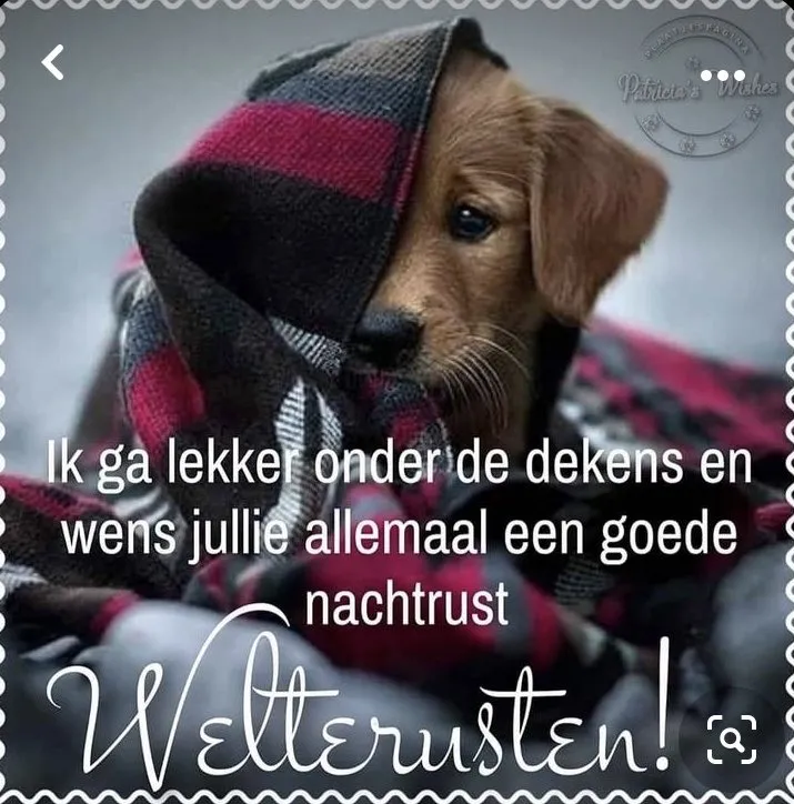 ᐅ welterusten slaap lekker tot morgen - Welterusten plaatjes Hond onder een dekentje met een warme boodschap voor een goede nachtrust.