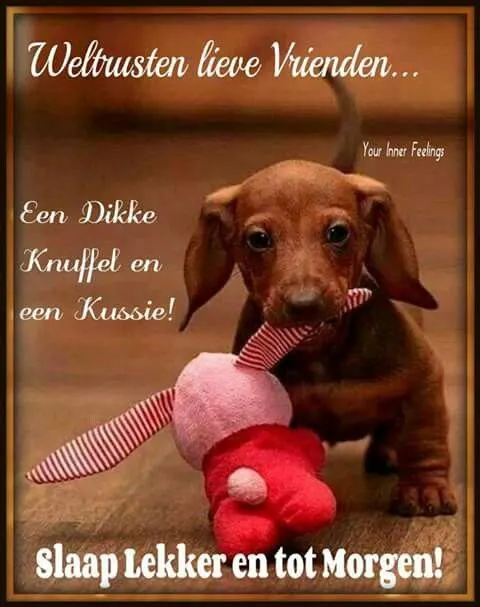 ᐅ welterusten slaap lekker tot morgen - Welterusten plaatjes Een schattige puppy met een zacht speelgoed, met de tekst over knuffels en goede nachten.