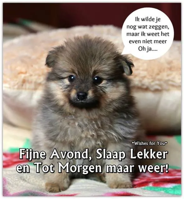 ᐅ welterusten slaap lekker tot morgen - Welterusten plaatjes Schattige puppy zit op een kussen met tekst "Fijne Avond, Slaap Lekker".