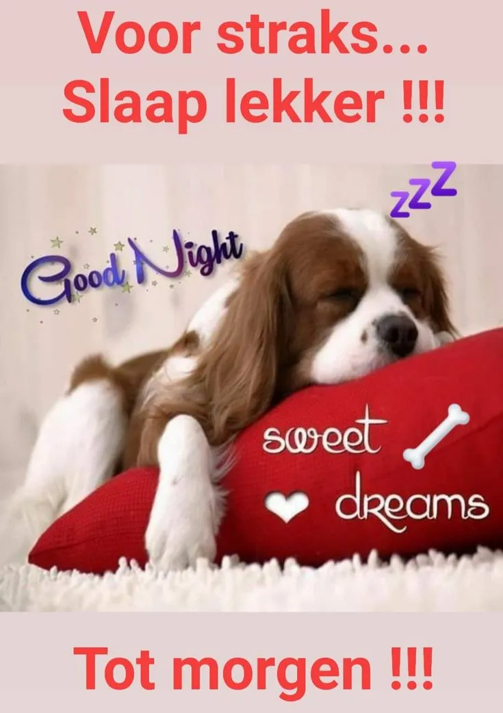 ᐅ welterusten slaap lekker tot morgen - Welterusten plaatjes Een hond ligt op een kussen en slaapt, met tekst over goede nacht en zoete dromen.