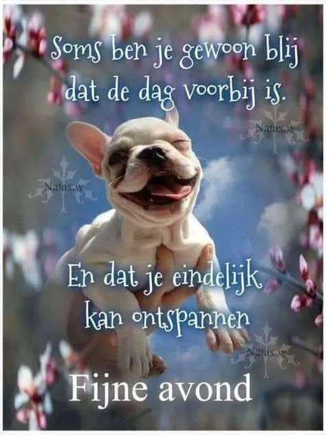 ᐅ woensdagavond afbeeldingen - Fijne avond plaatjes Een blije hond met de tekst: "Fijne avond, tijd om te ontspannen."