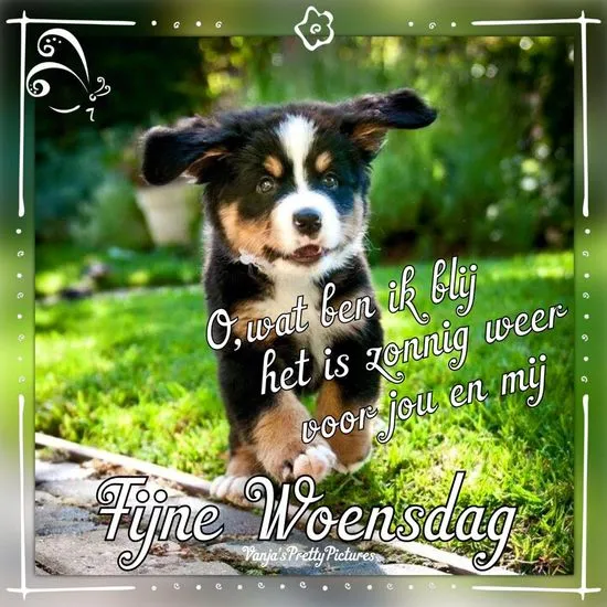 ᐅ woensdagavond afbeeldingen - Fijne avond plaatjes Een vrolijke puppy rent op een pad, met tekst voor een fijne woensdag.