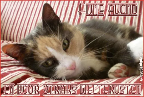 ᐅ woensdagavond afbeeldingen - Fijne avond plaatjes Een kat ligt op een gestreepte deken, met de tekst 'Fijne avond'.