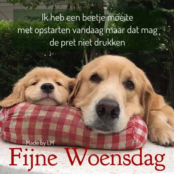 ᐅ woensdagavond afbeeldingen - Fijne avond plaatjes Twee honden liggen samen op een kussen met een tekst over een moeilijke start van de dag.