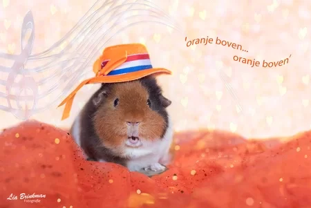 ᐅ fijne koningsdag grappig - Koningsdag plaatjes