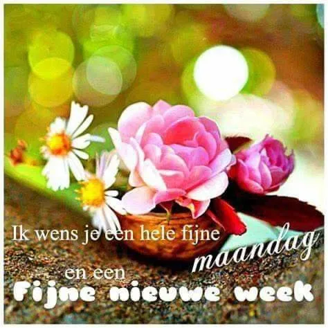 ᐅ fijne maandag bloemen - Maandag plaatjes ᐅ fijne maandag bloemen - Maandag plaatjes