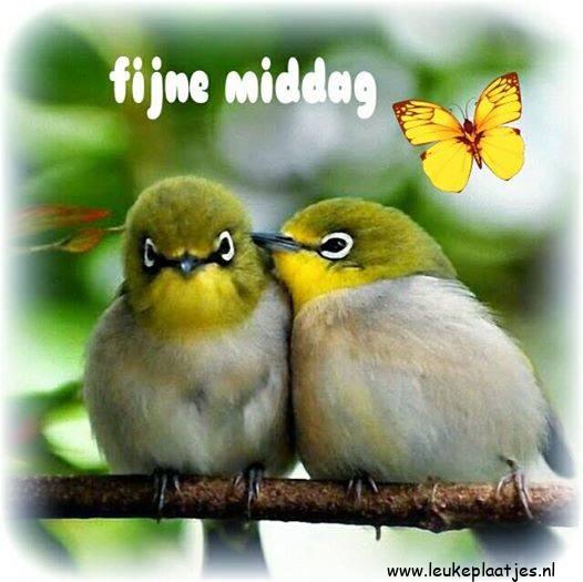 ᐅ fijne middag groetjes - Goedemiddag plaatjes ᐅ fijne middag groetjes - Goedemiddag plaatjes