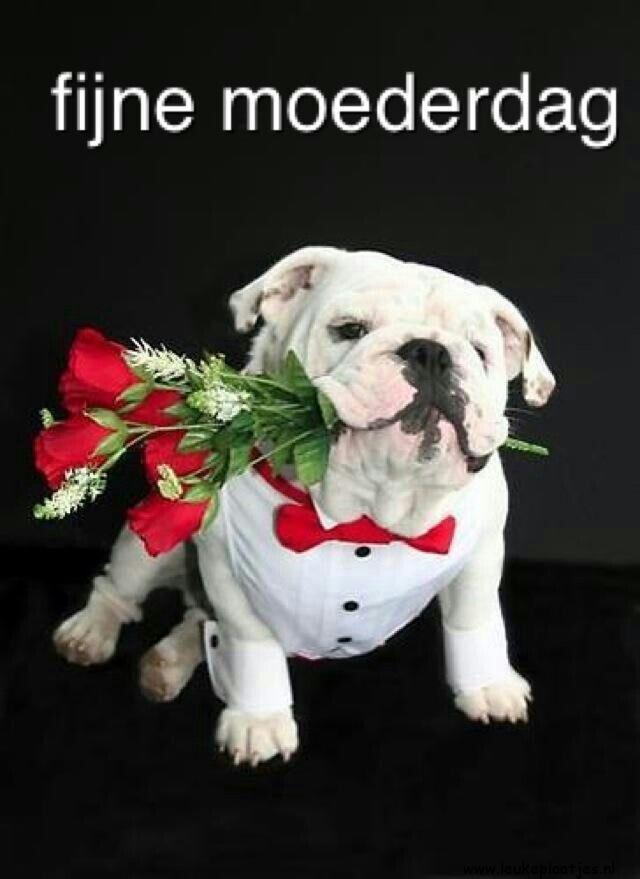 ᐅ fijne moederdag voor alle mama's - Moederdag plaatjes