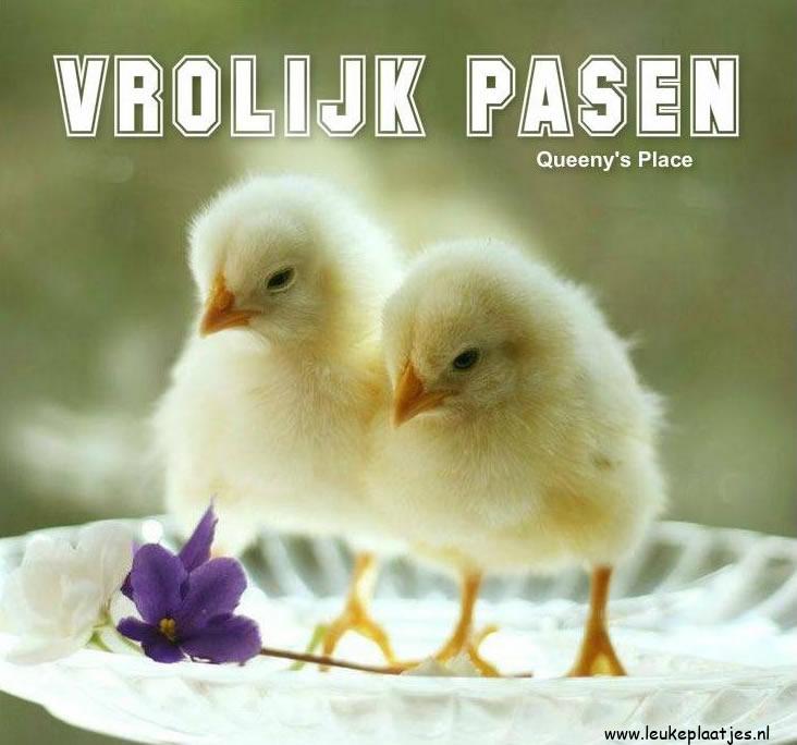 ᐅ fijne paasdagen humor - Pasen Plaatjes en Gifs plaatjes