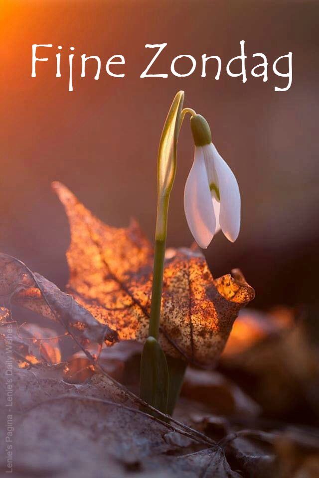 ᐅ fijne zondag winter - Feestdagen plaatjes ᐅ fijne zondag winter - Feestdagen plaatjes