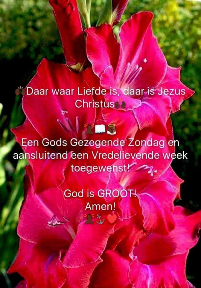 Roze gladiolen met tekst over liefde en zegeningen voor de zondag.