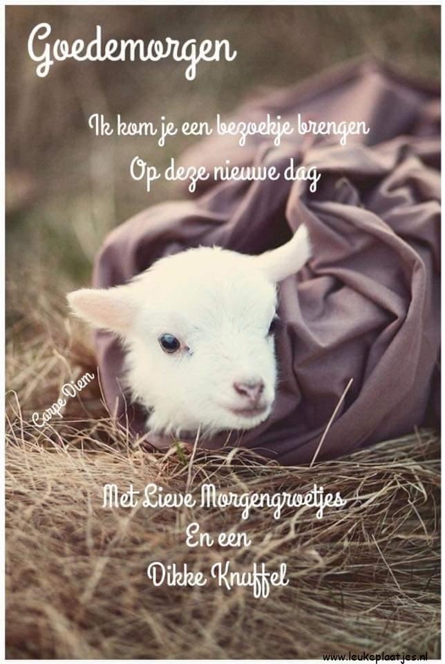 ᐅ goedemiddag fijne dag - Goedemiddag plaatjes ᐅ goedemiddag fijne dag - Goedemiddag plaatjes