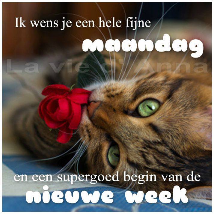 ᐅ goedemorgen allemaal - Fijne week plaatjes ᐅ goedemorgen allemaal - Fijne week plaatjes