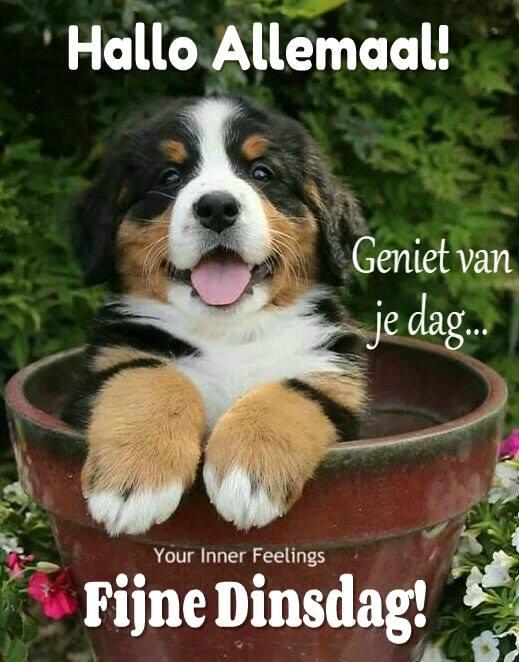 ᐅ goedemorgen dinsdag gif - Dinsdag plaatjes ᐅ goedemorgen dinsdag gif - Dinsdag plaatjes