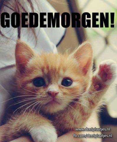 ᐅ goedemorgen dinsdag grappig - Dinsdag plaatjes