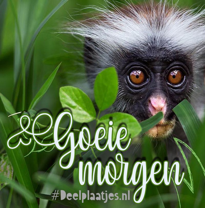 ᐅ goedemorgen donderdag kerst - Donderdag plaatjes