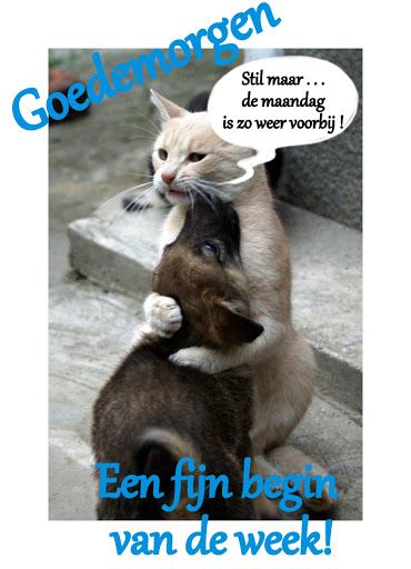 ᐅ goedemorgen maandag humor - Maandag plaatjes ᐅ goedemorgen maandag humor - Maandag plaatjes