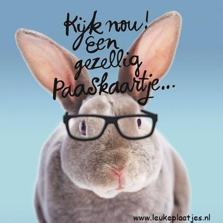 ᐅ grappige paaswens - Pasen Plaatjes met Berichten en Citaten plaatjes ᐅ grappige paaswens - Pasen Plaatjes met Berichten en Citaten plaatjes