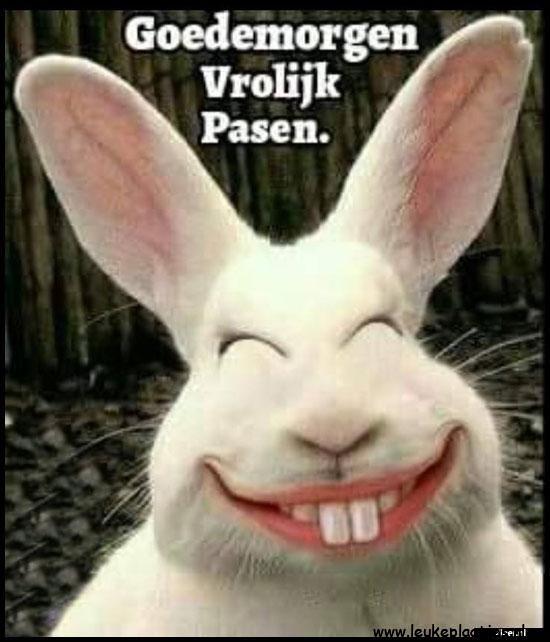 ᐅ vrolijk pasen grappig - vrolijk pasen grappig plaatjes