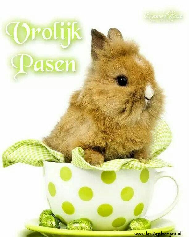 ᐅ vrolijk pasen grappig - Pasen Plaatjes en Gifs plaatjes ᐅ vrolijk pasen grappig - Pasen Plaatjes en Gifs plaatjes