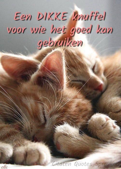 ᐅ welterusten knuffel - Welterusten plaatjes